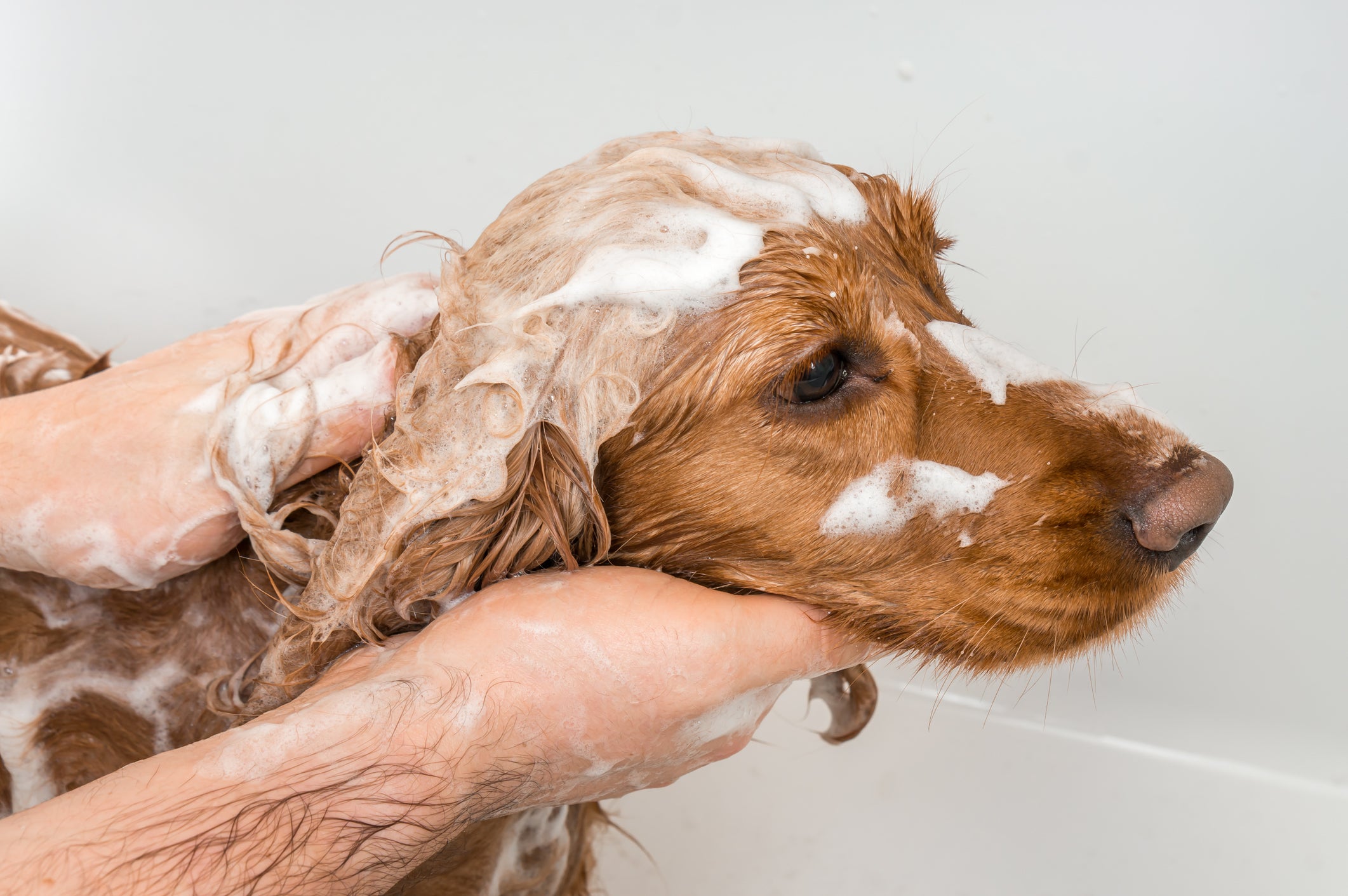 Pet Products